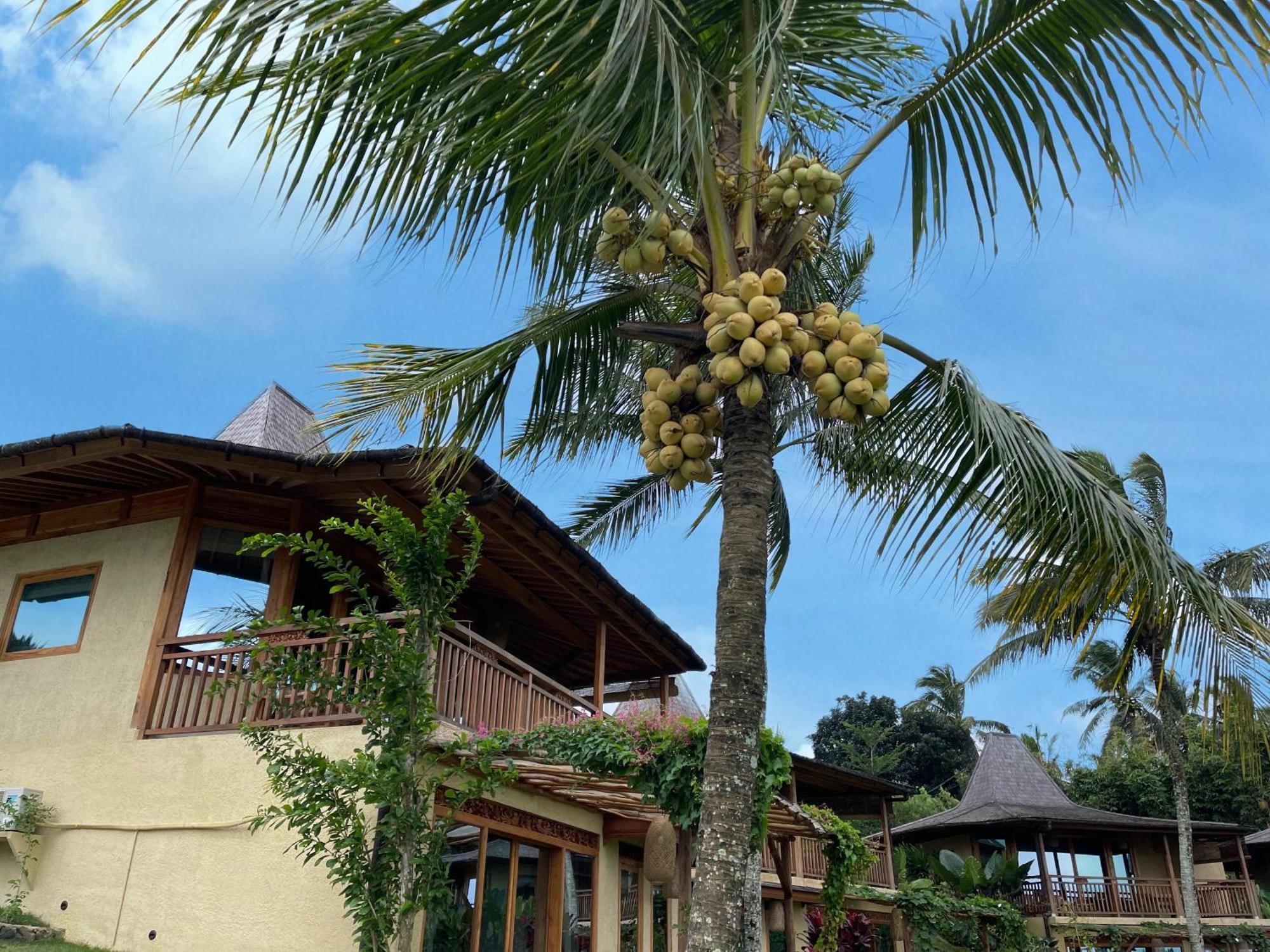 Puri Dajuma Terrace Eco Lodge & Spa Selemadeg  Ngoại thất bức ảnh