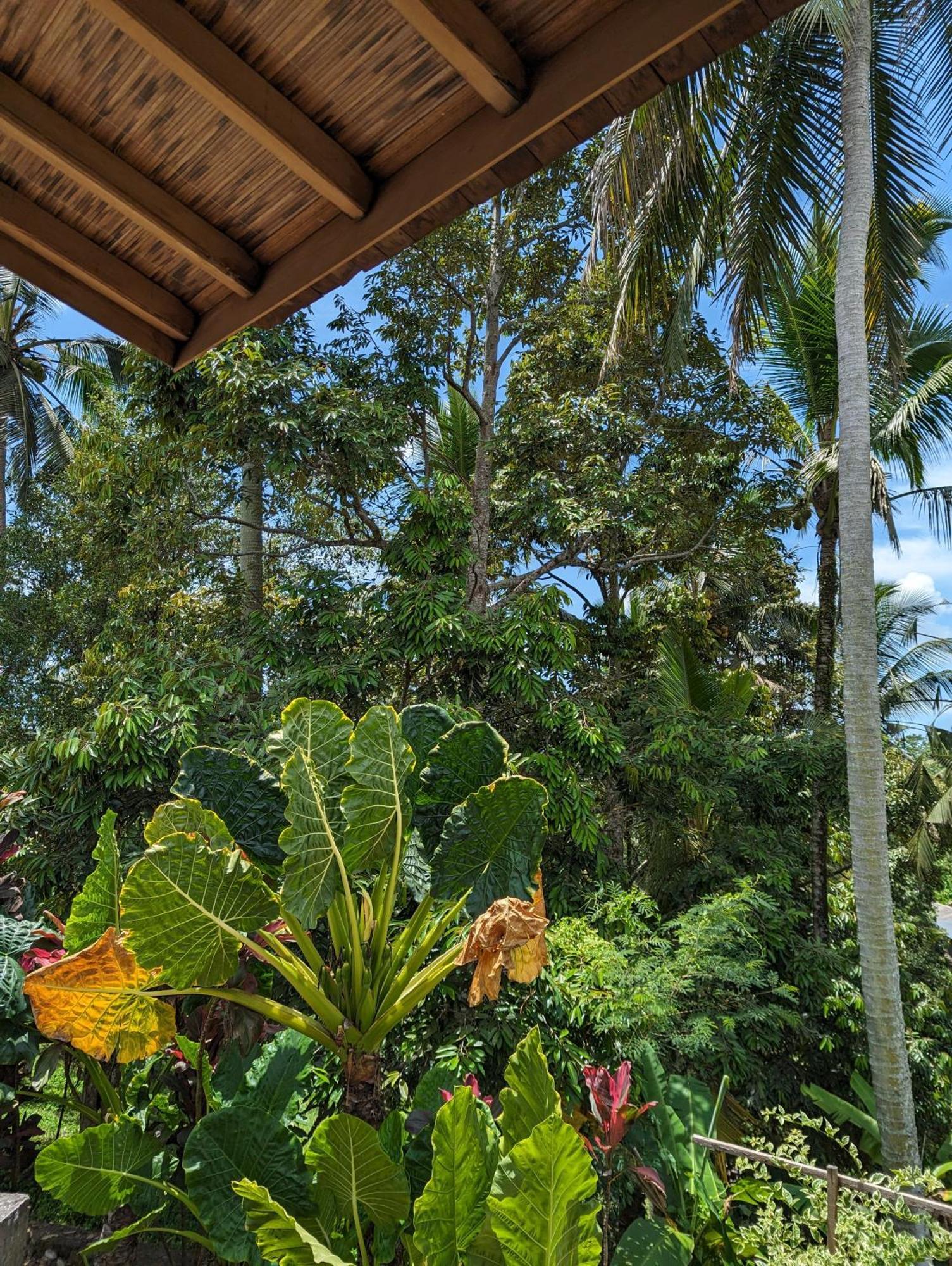 Puri Dajuma Terrace Eco Lodge & Spa Selemadeg  Ngoại thất bức ảnh