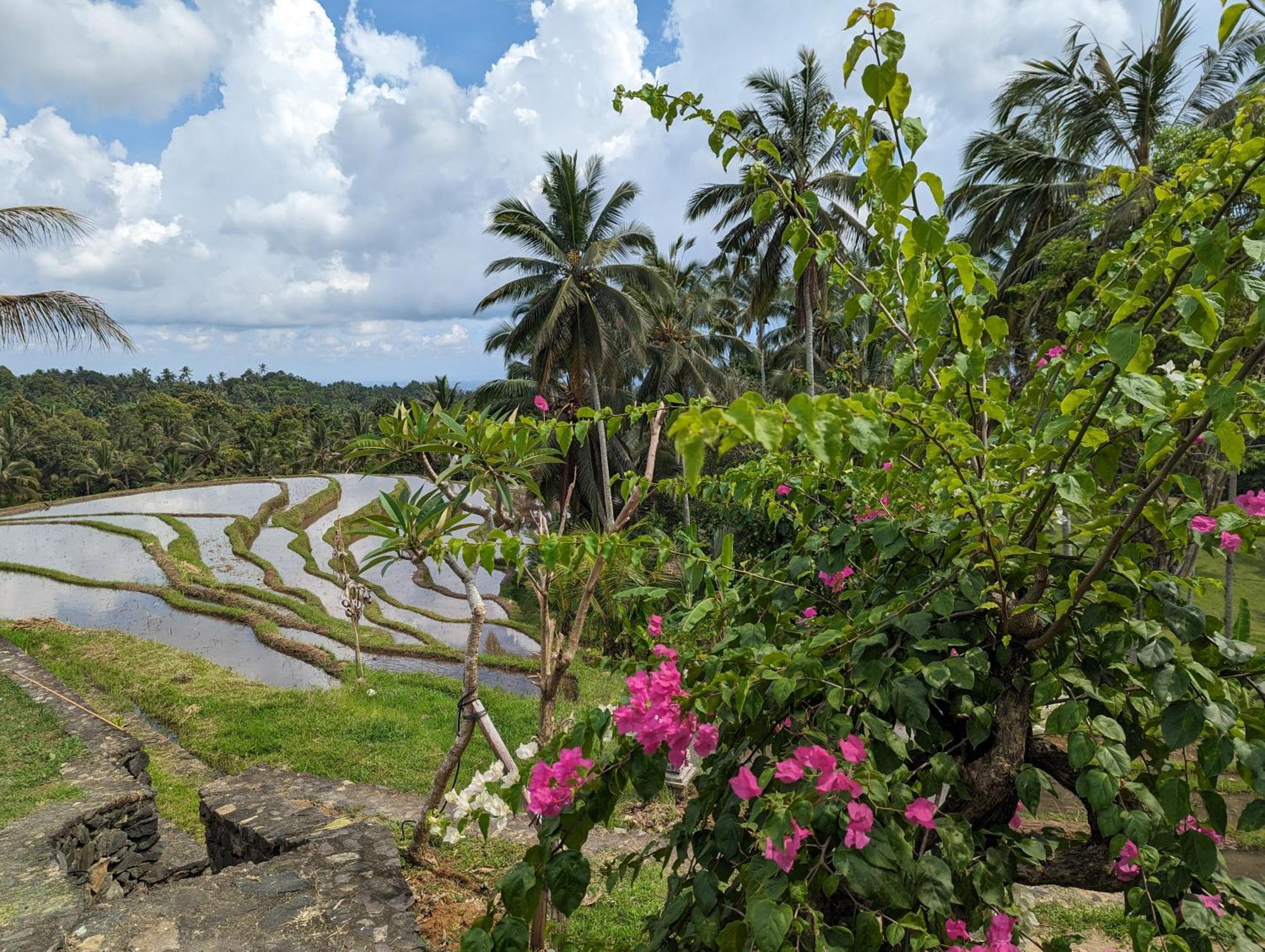 Puri Dajuma Terrace Eco Lodge & Spa Selemadeg  Ngoại thất bức ảnh