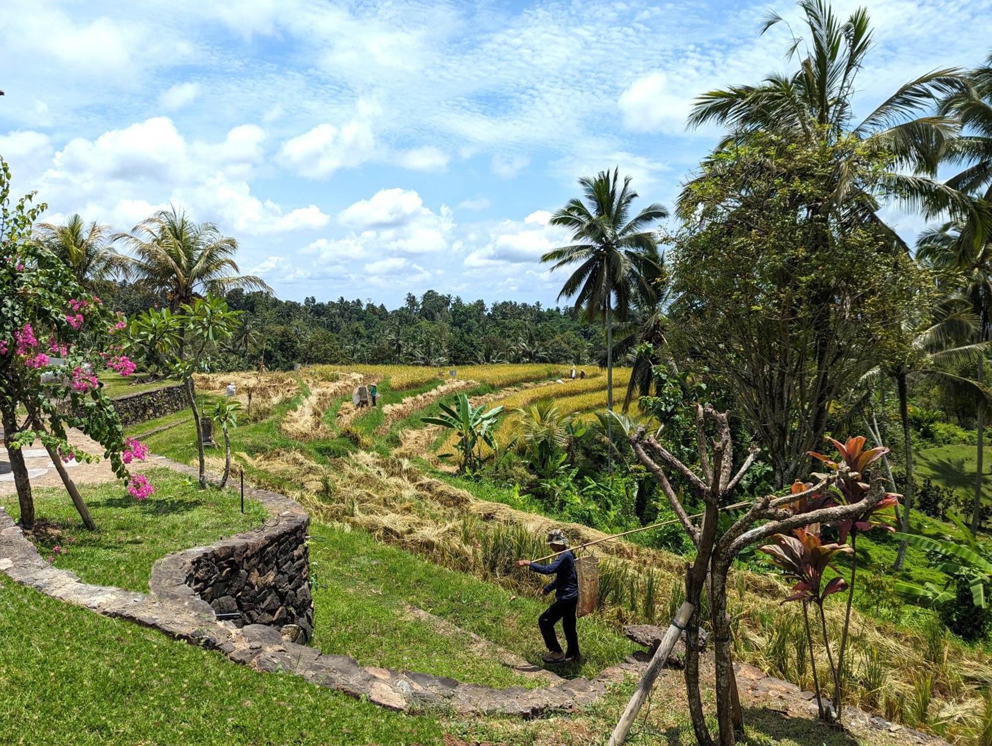 Puri Dajuma Terrace Eco Lodge & Spa Selemadeg  Ngoại thất bức ảnh