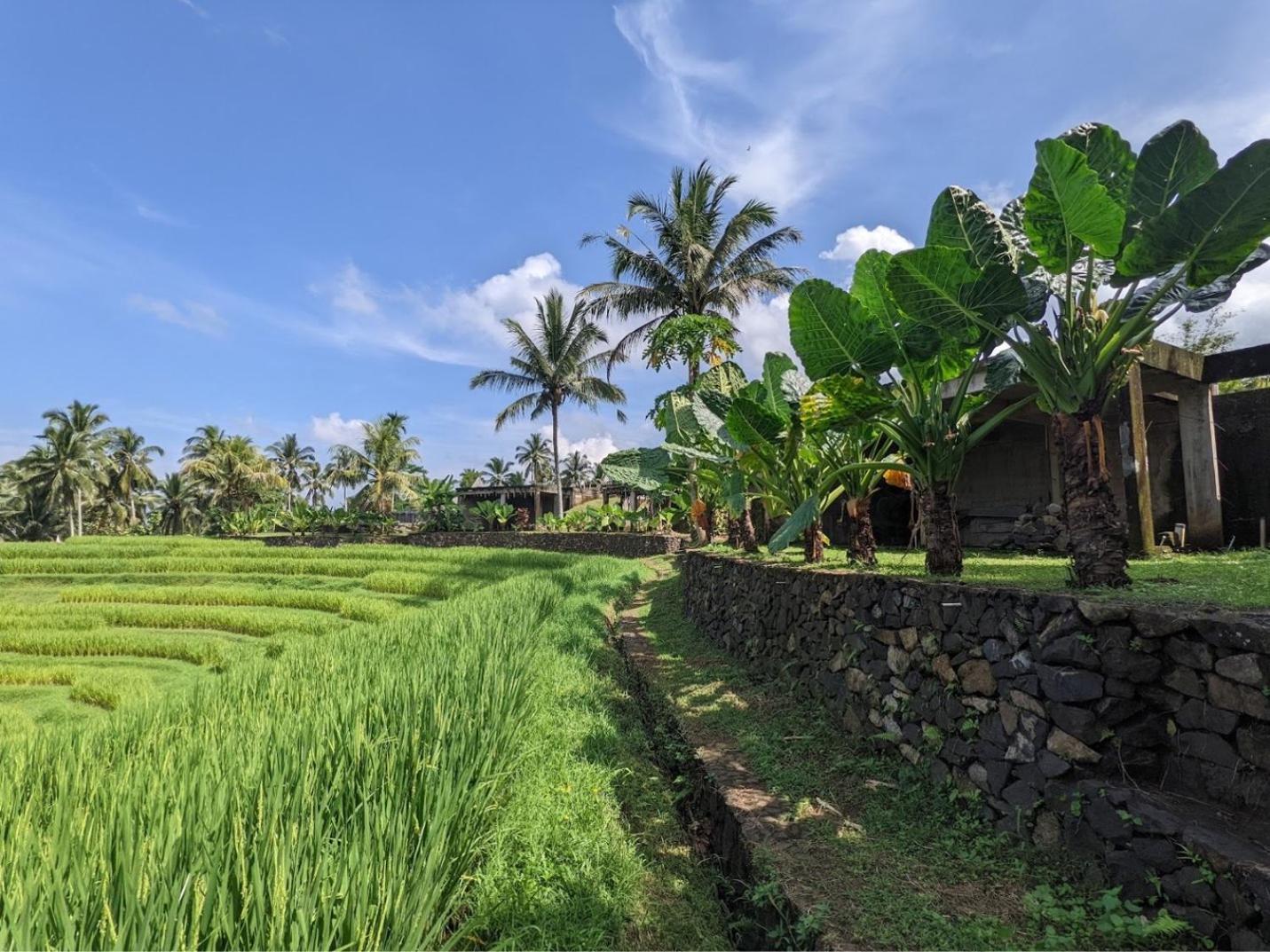 Puri Dajuma Terrace Eco Lodge & Spa Selemadeg  Ngoại thất bức ảnh